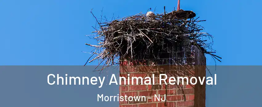 Chimney Animal Removal Morristown - NJ