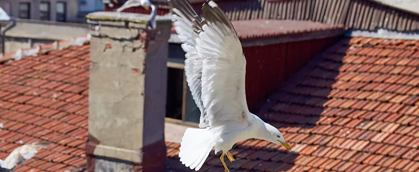 Residential Chimney Animal Removal Solution in Morristown, NJ
