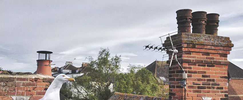 Chimney Cleaning And Restoration in Morristown, New Jersey